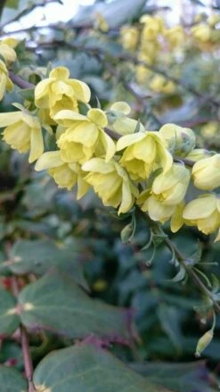Mahoniestruik (Mahonia Japonica) -DIRECTPLANT Winkel mahonia japonica 3 1