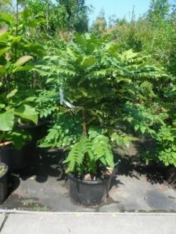 Mahoniestruik (Mahonia Media 'Charity') -DIRECTPLANT Winkel mahonia media charity 125 150