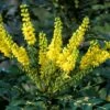 Mahoniestruik (Mahonia Media 'Winter Sun') -DIRECTPLANT Winkel mahoniawintersun01