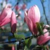 Beverboom (Magnolia 'Heaven Scent')