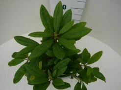 Rhododendron (Rhododendron 'Marcel Menard') -DIRECTPLANT Winkel marcel mennard c2 boven 1