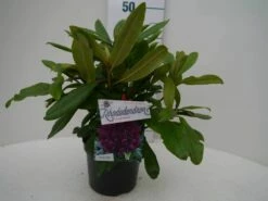 Rhododendron (Rhododendron 'Marcel Menard') -DIRECTPLANT Winkel marcel mennard c2 voor