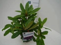 Rhododendron (Rhododendron 'Marcel Menard') -DIRECTPLANT Winkel marcel mennard c2 zij