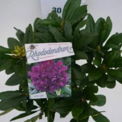 Rhododendron (Rhododendron 'Marcel Menard') -DIRECTPLANT Winkel marcel mennard c5 boven 1