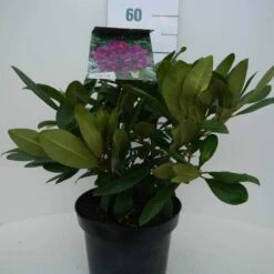 Rhododendron (Rhododendron 'Marcel Menard') -DIRECTPLANT Winkel marcel mennard c5 voor