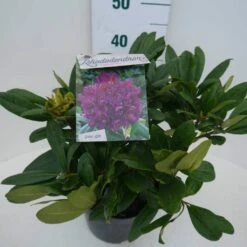 Rhododendron (Rhododendron 'Marcel Menard') -DIRECTPLANT Winkel marcel mennard c5 zij