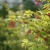 Japanse Esdoorn (Acer Palmatum 'Osakazuki') 1 Japanse Esdoorn (Acer Palmatum 'Osakazuki') -DIRECTPLANT Winkel mebr00220