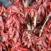 Japanse Esdoorn (Acer Palmatum 'Skeeter's Broom')