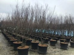 Meerstammige Kornoelje (Cornus Kousa 'Milky Way') 5 Meerstammige Kornoelje (Cornus Kousa 'Milky Way') -DIRECTPLANT Winkel meerstamcornusmilkyway