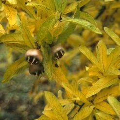 Mispel (Mespilus Germanica) -DIRECTPLANT Winkel megerman 9