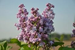 Sering (Syringa Vulgaris 'Michel Buchner') -DIRECTPLANT Winkel michel buchner