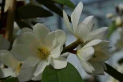 Michelia 'Fairy Magnolia White' -DIRECTPLANT Winkel michelia fairy magnolia blush