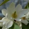 Michelia 'Fairy Magnolia White' -DIRECTPLANT Winkel michelia fairy magnolia blush 2