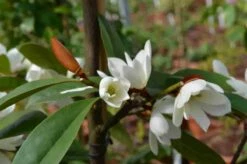 Michelia 'Fairy Magnolia White' -DIRECTPLANT Winkel michelia fairy magnolia blush 3 1