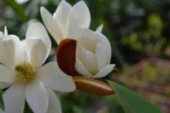 Michelia 'Fairy Magnolia White' -DIRECTPLANT Winkel michelia fairy magnolia blush 4