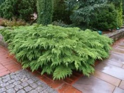 Valse Jeneverbes (Microbiota Decussata) 9 Valse Jeneverbes (Microbiota Decussata) -DIRECTPLANT Winkel microbiota decussata