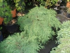 Valse Jeneverbes (Microbiota Decussata) 8 Valse Jeneverbes (Microbiota Decussata) -DIRECTPLANT Winkel microbiota decussata 60 80 c12