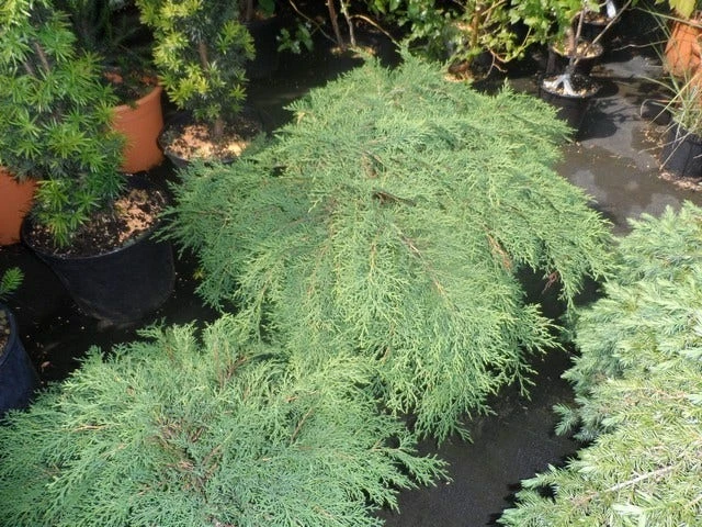 Valse Jeneverbes (Microbiota Decussata) 5 Valse Jeneverbes (Microbiota Decussata) - Afbeelding 3