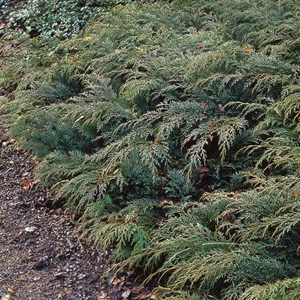 Valse Jeneverbes (Microbiota Decussata) 3 Valse Jeneverbes (Microbiota Decussata)