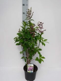 Sering (Syringa Villosae 'Minuet') 7 Sering (Syringa Villosae 'Minuet') -DIRECTPLANT Winkel minuet