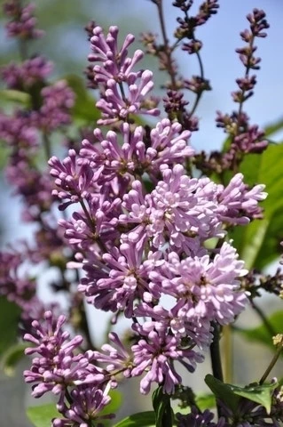 Sering (Syringa Villosae 'Minuet') 4 Sering (Syringa Villosae 'Minuet') - Afbeelding 2