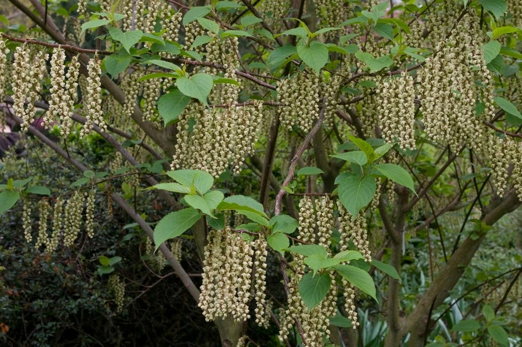 Staartaar (Stachyurus Praecox) 4 Staartaar (Stachyurus Praecox) - Afbeelding 2