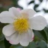 Camelia (Camellia Sasanqua 'Hino De Gumo') -DIRECTPLANT Winkel moja01077 1