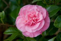 DIRECTPLANT Winkel 35 Camelia (Camellia Japonica 'Marie Bracey')