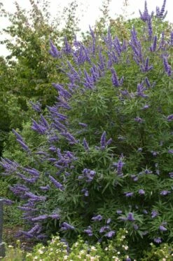 Monikkenpeper (Vitex Agnus-castus) -DIRECTPLANT Winkel moja02396