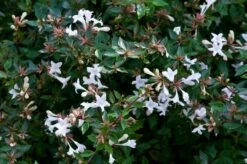 Abelia Op Rek (Abelia Grandiflora)