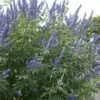 Monikkenpeper (Vitex Agnus-castus) -DIRECTPLANT Winkel moja07576