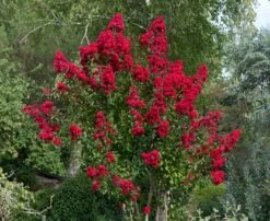 Lagerstroemia (Lagerstroemia Indica 'Dynamite')