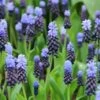 Kaboutermutsjes (Muscari Latifolium)