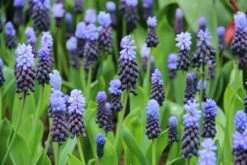 DIRECTPLANT Winkel 15 Kaboutermutsjes (Muscari Latifolium)