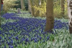 DIRECTPLANT Winkel -DIRECTPLANT Winkel muscari latifolium 2 1