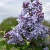 Sering (Syringa Vulgaris 'Nadezhda') -DIRECTPLANT Winkel nadezhda