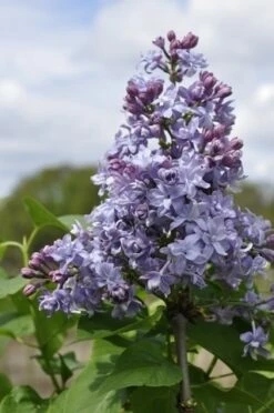 Sering (Syringa Vulgaris 'Nadezhda')