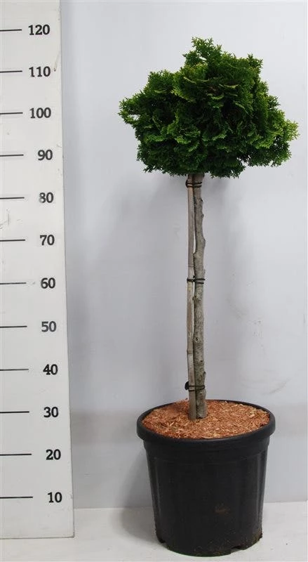 Dwergcypres Op Stam (Chamaecyparis Obtusa 'Nana Gracilis') 4 Dwergcypres Op Stam (Chamaecyparis Obtusa 'Nana Gracilis') - Afbeelding 2