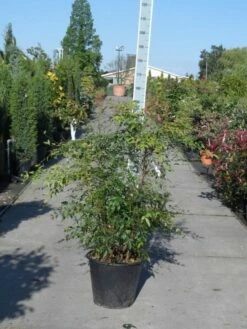 Hemelse Bamboe (Nandina Domestica) 17 Hemelse Bamboe (Nandina Domestica) -DIRECTPLANT Winkel nandina domestica 100 125 c35