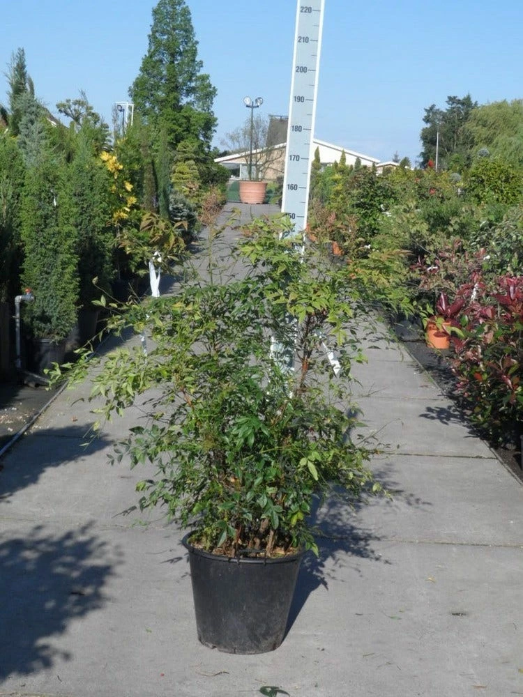 Hemelse Bamboe (Nandina Domestica) 8 Hemelse Bamboe (Nandina Domestica) - Afbeelding 6