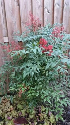 Hemelse Bamboe (Nandina Domestica) 20 Hemelse Bamboe (Nandina Domestica) -DIRECTPLANT Winkel nandina domestica 1