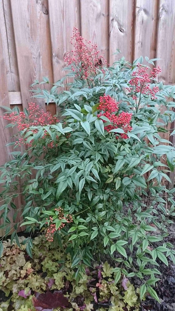 Hemelse Bamboe (Nandina Domestica) 11 Hemelse Bamboe (Nandina Domestica) - Afbeelding 9