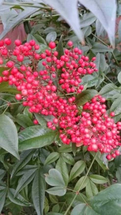 Hemelse Bamboe (Nandina Domestica) 19 Hemelse Bamboe (Nandina Domestica) -DIRECTPLANT Winkel nandina domestica 2