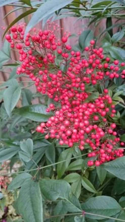 Hemelse Bamboe (Nandina Domestica) 21 Hemelse Bamboe (Nandina Domestica) -DIRECTPLANT Winkel nandina domestica 3