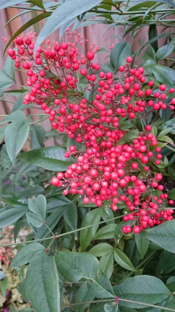 Hemelse Bamboe (Nandina Domestica) 12 Hemelse Bamboe (Nandina Domestica) - Afbeelding 10