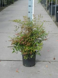 Hemelse Bamboe (Nandina Domestica) 14 Hemelse Bamboe (Nandina Domestica) -DIRECTPLANT Winkel nandina domestica 50 60 c10