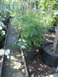 Hemelse Bamboe (Nandina Domestica) 15 Hemelse Bamboe (Nandina Domestica) -DIRECTPLANT Winkel nandina domestica 60 80 c15 18