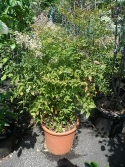 Hemelse Bamboe (Nandina Domestica) 16 Hemelse Bamboe (Nandina Domestica) -DIRECTPLANT Winkel nandina domestica 80 100 c25