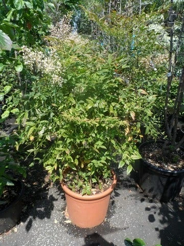 Hemelse Bamboe (Nandina Domestica) 7 Hemelse Bamboe (Nandina Domestica) - Afbeelding 5