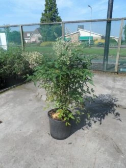 Hemelse Bamboe (Nandina Domestica) 13 Hemelse Bamboe (Nandina Domestica) -DIRECTPLANT Winkel nandina domestica c10